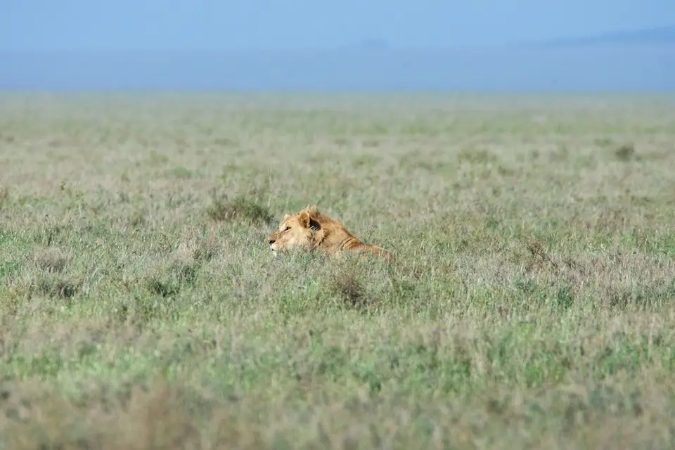Serengeti531.jpg