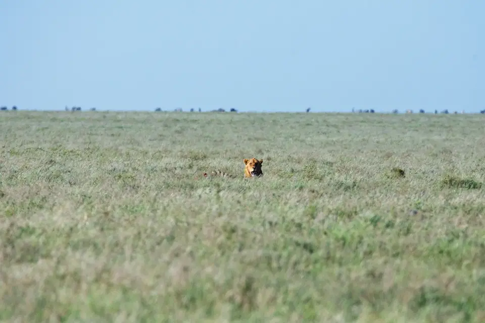 Serengeti532.jpg
