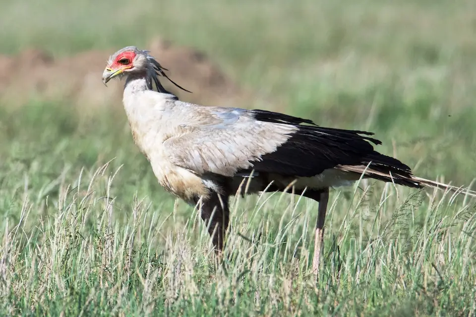 Serengeti533.jpg