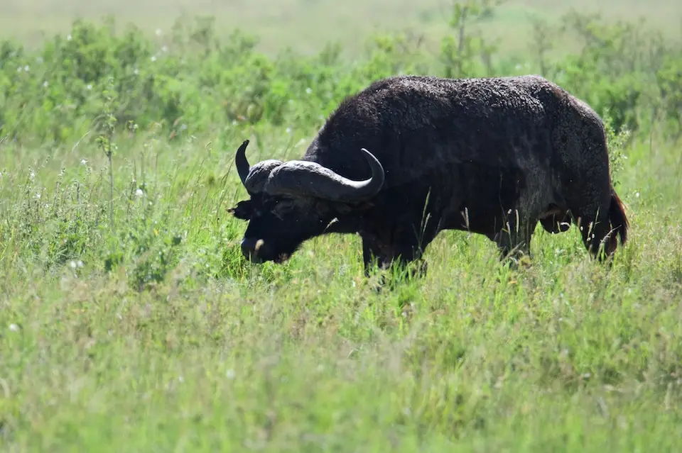 Serengeti544.jpg