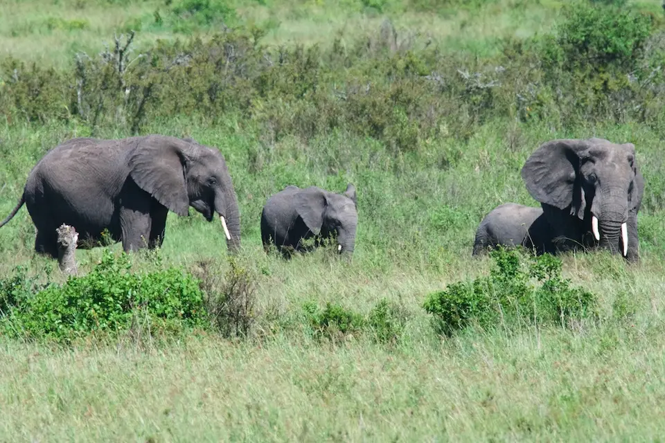 Serengeti546.jpg