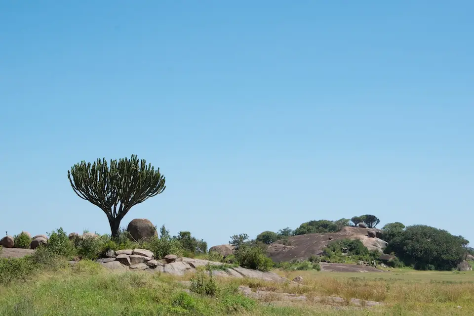 Serengeti550.jpg