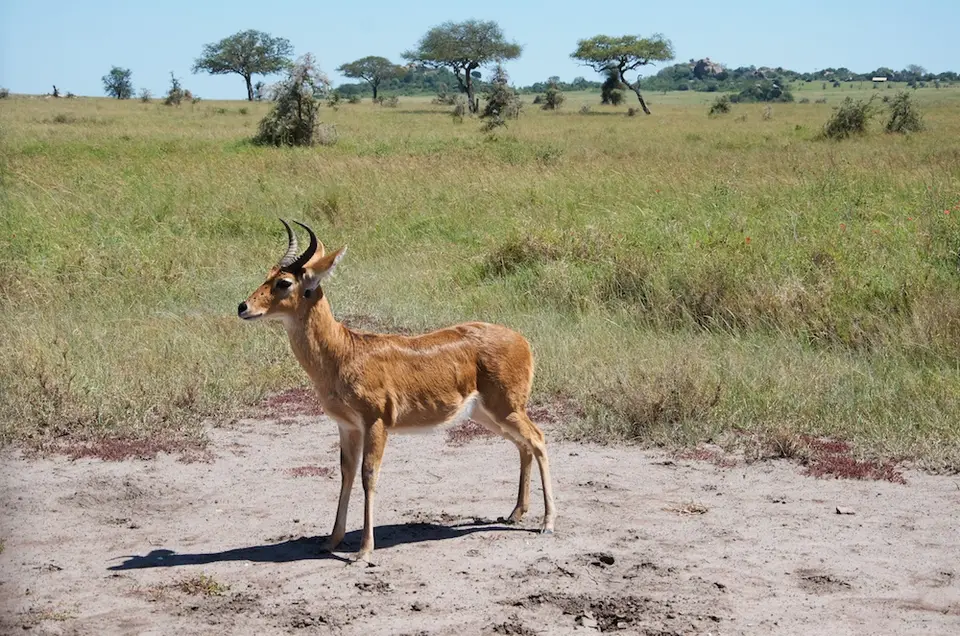 Serengeti551jpg.jpg