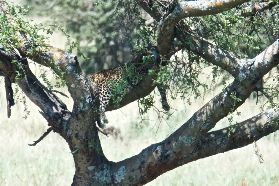 Serengeti554.jpg