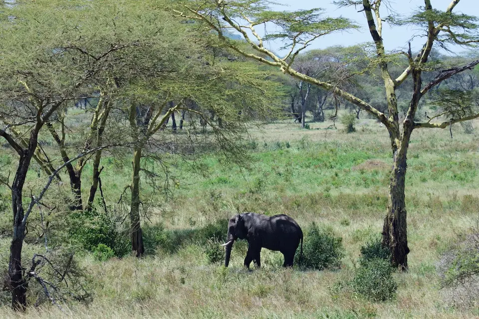 Serengeti560.jpg