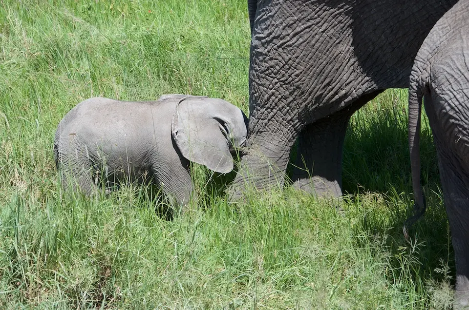 Serengeti566.jpg