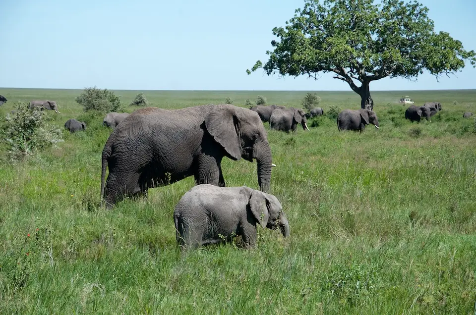 Serengeti569.jpg