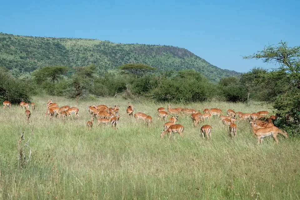 Serengeti593.jpg