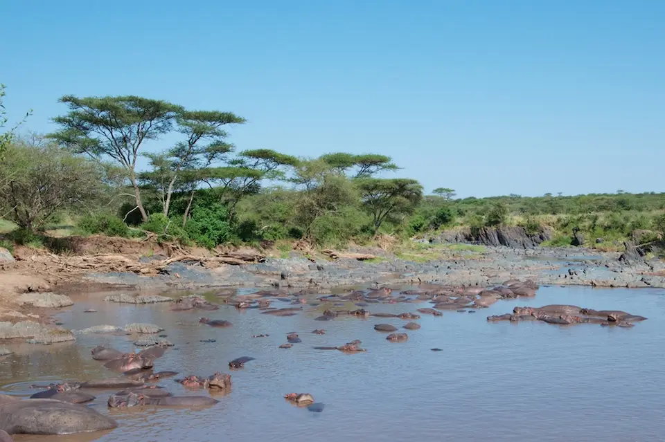 Serengeti600.jpg