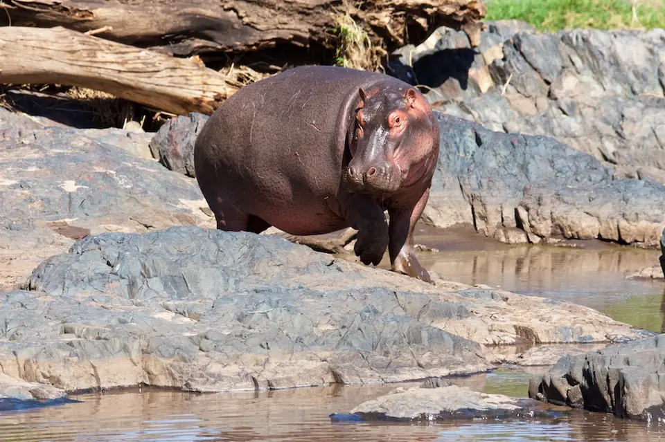 Serengeti602.jpg