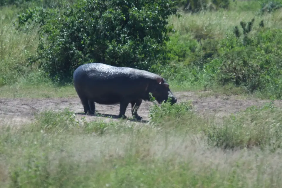 Serengeti616.jpg