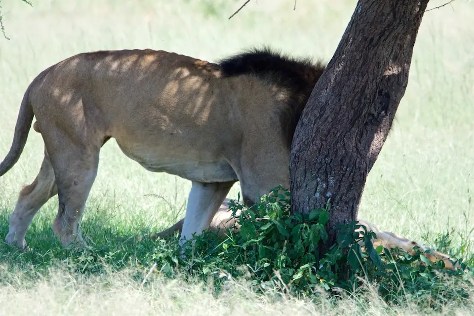 Serengeti617.jpg