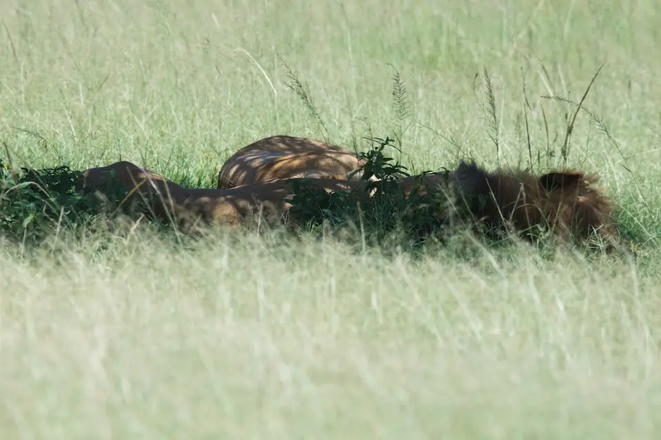 Serengeti619.jpg