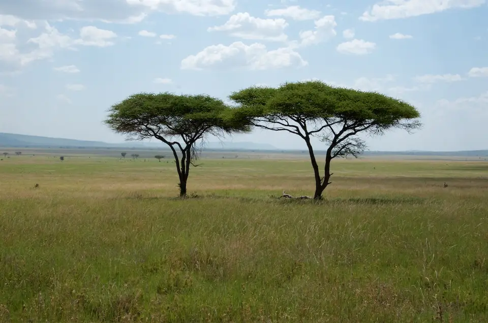 Serengeti638.jpg
