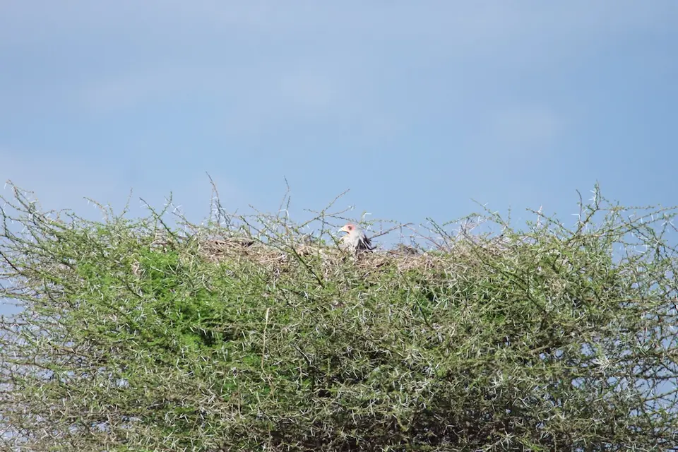 Serengeti639.jpg