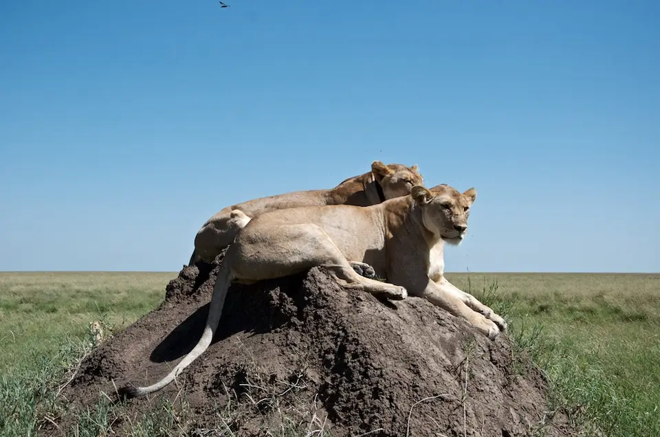 Serengeti651.jpg