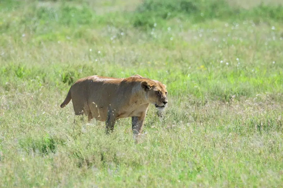 Serengeti657.jpg