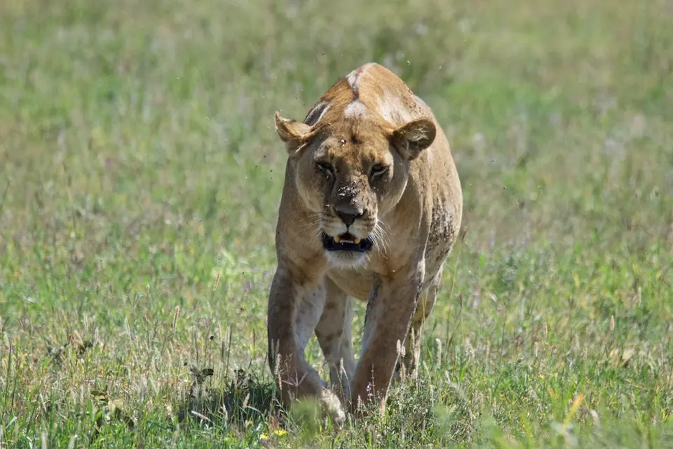 Serengeti659.jpg