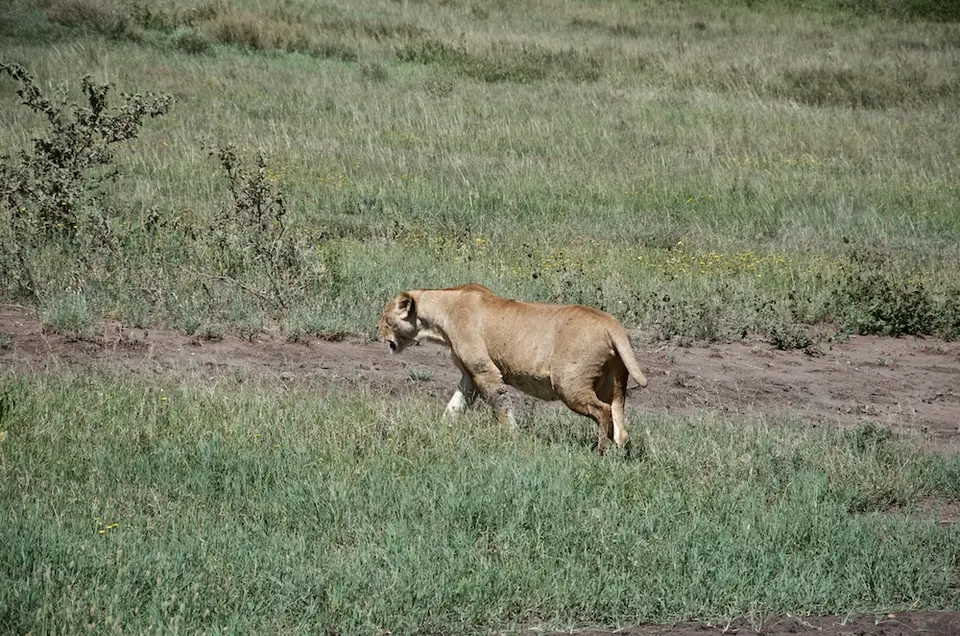 Serengeti663.jpg