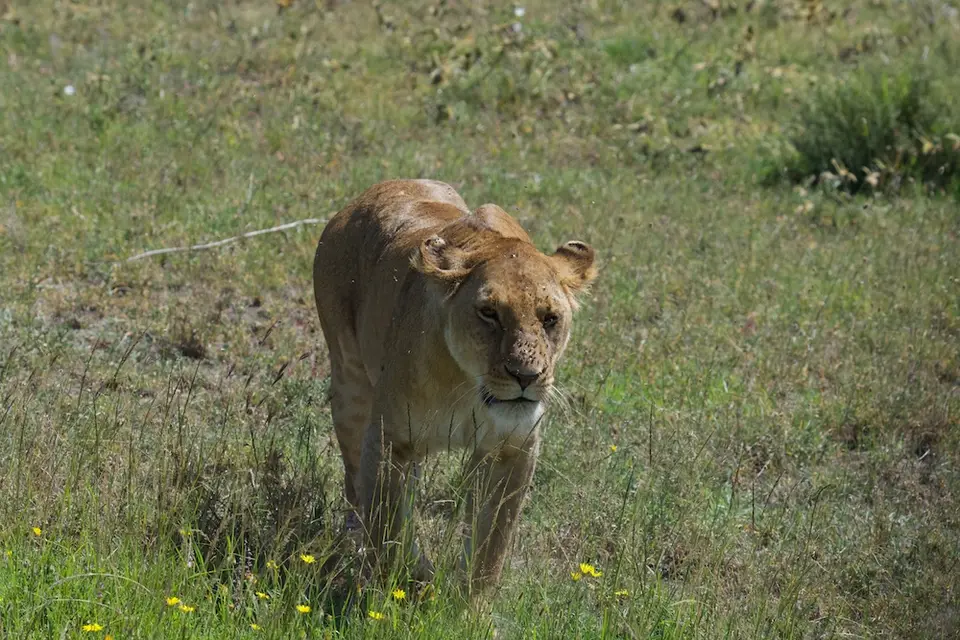 Serengeti665.jpg