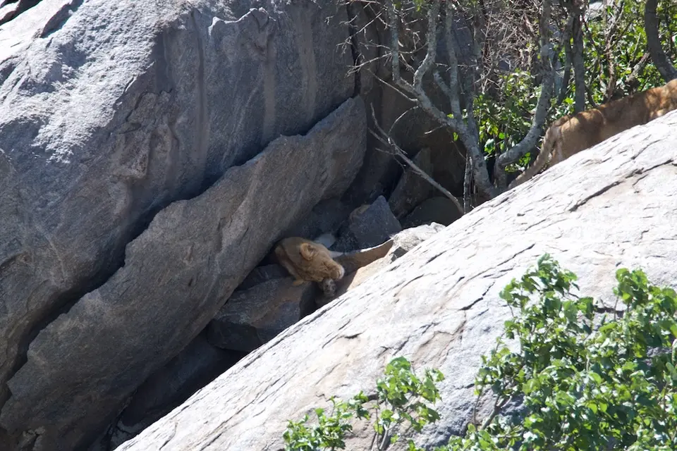 Serengeti677.jpg