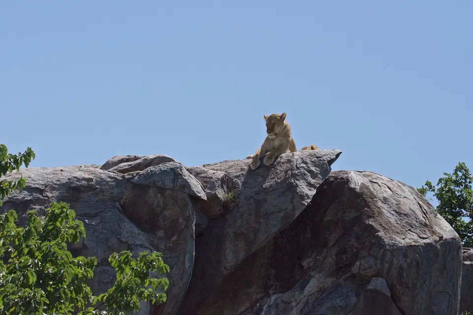 Serengeti681.jpg