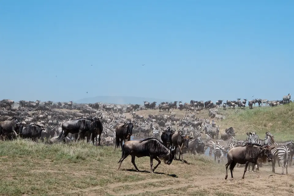 Serengeti684.jpg