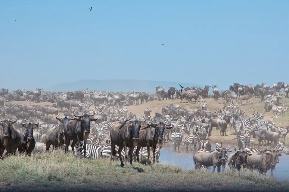 Serengeti685.jpg