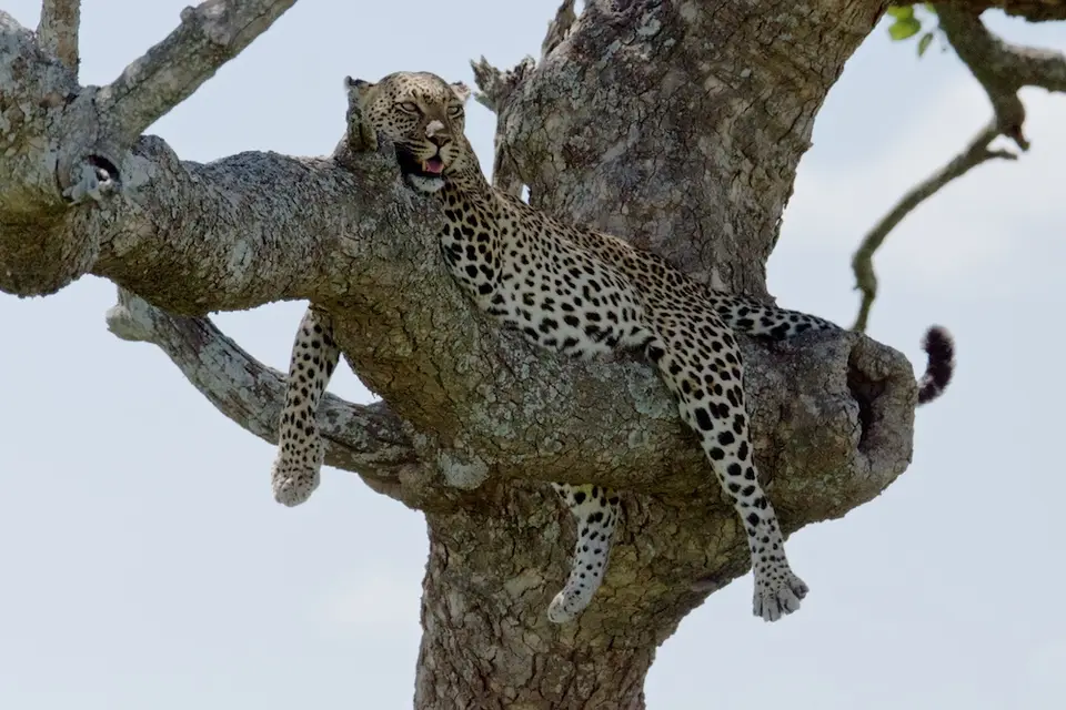 Serengeti_Leo573.jpg