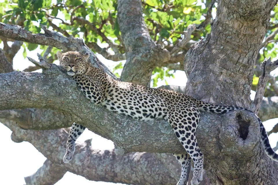 Serengeti_Leo574.jpg