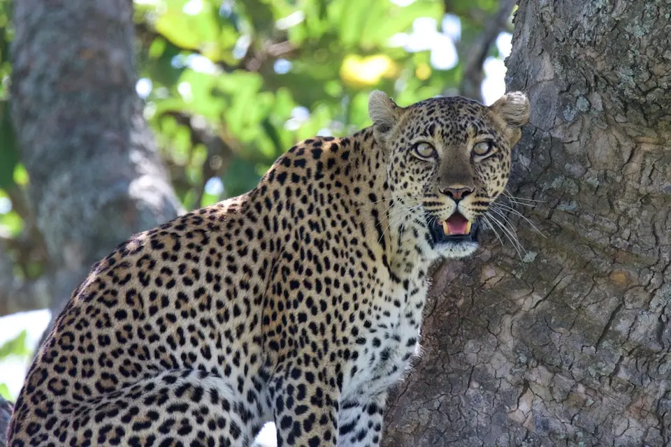 Serengeti_Leo575.jpg