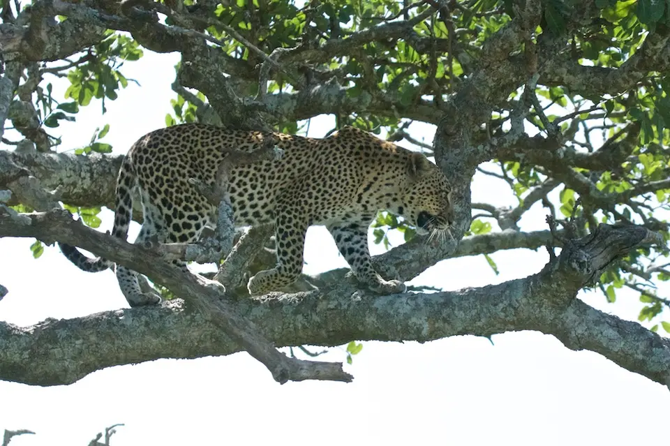 Serengeti_Leo577.jpg