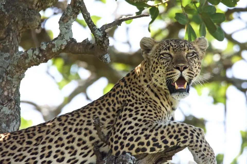 Serengeti_Leo580.jpg