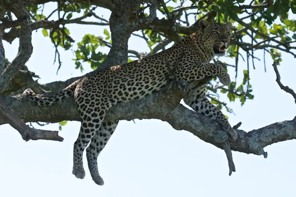Serengeti_Leo583.jpg