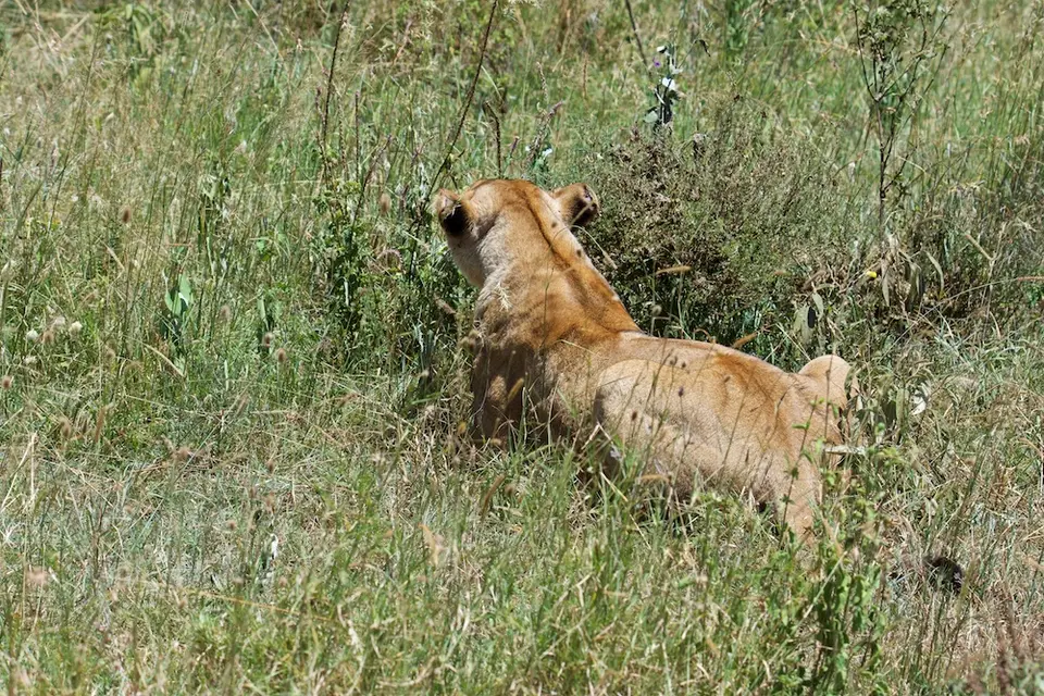 Serengeti_Löwin549.jpg