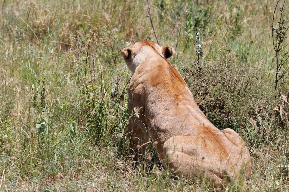 Serengeti_Löwin551.jpg