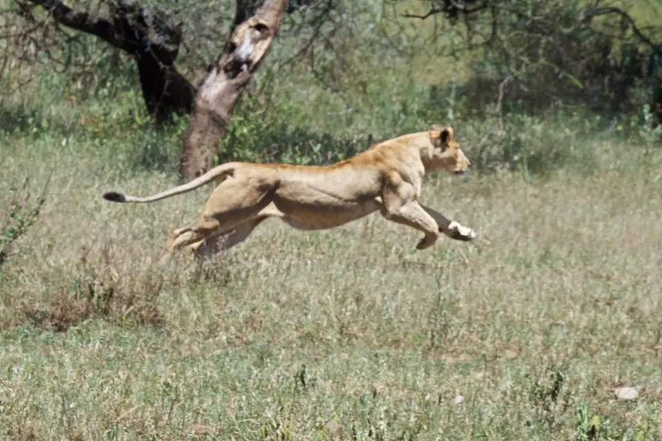 Serengeti_Löwin556.jpg