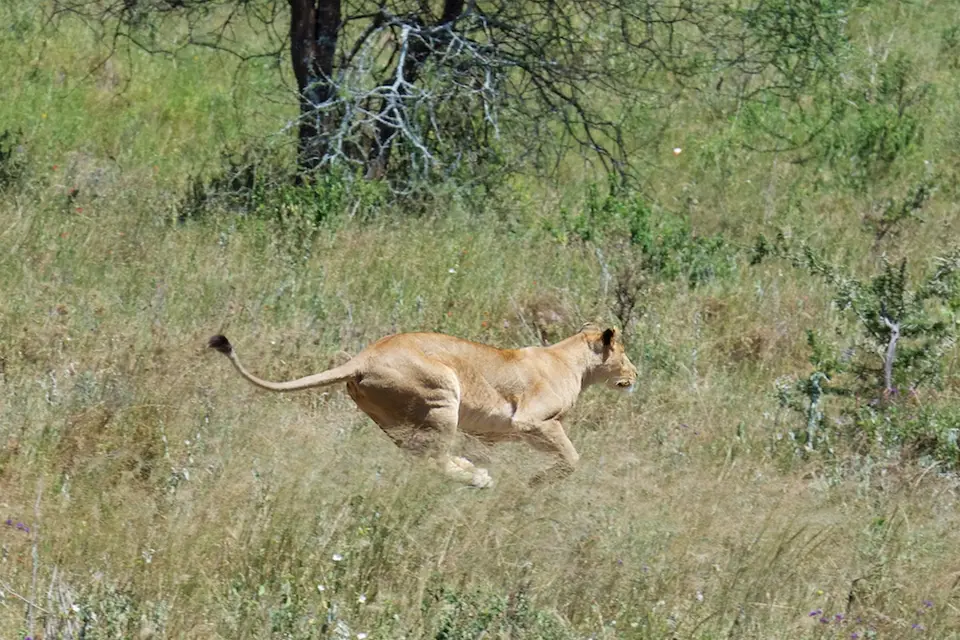 Serengeti_Löwin557.jpg