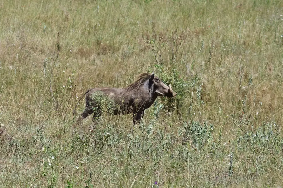 Serengeti_Löwin559.jpg
