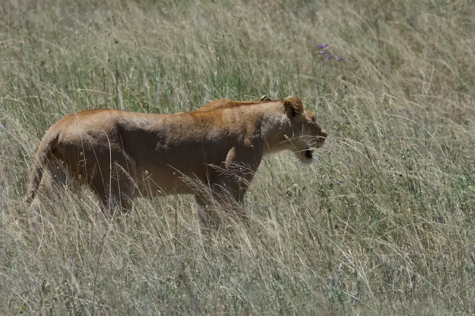 Serengeti_Löwin562.jpg