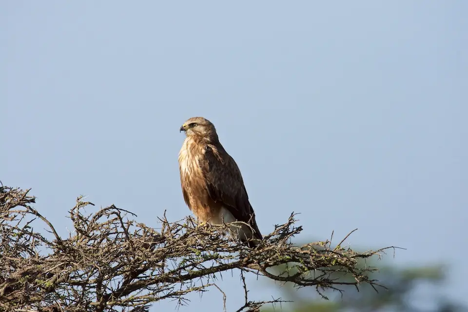 Serengeti_Sued498.jpg