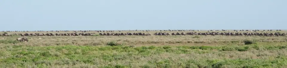 Serengeti_Sued501-2.jpg