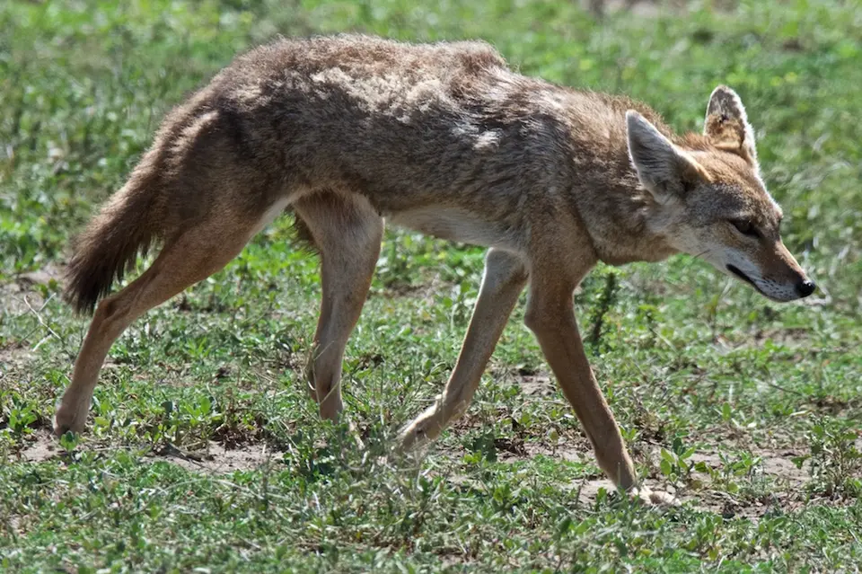 Serengeti_Sued505.jpg