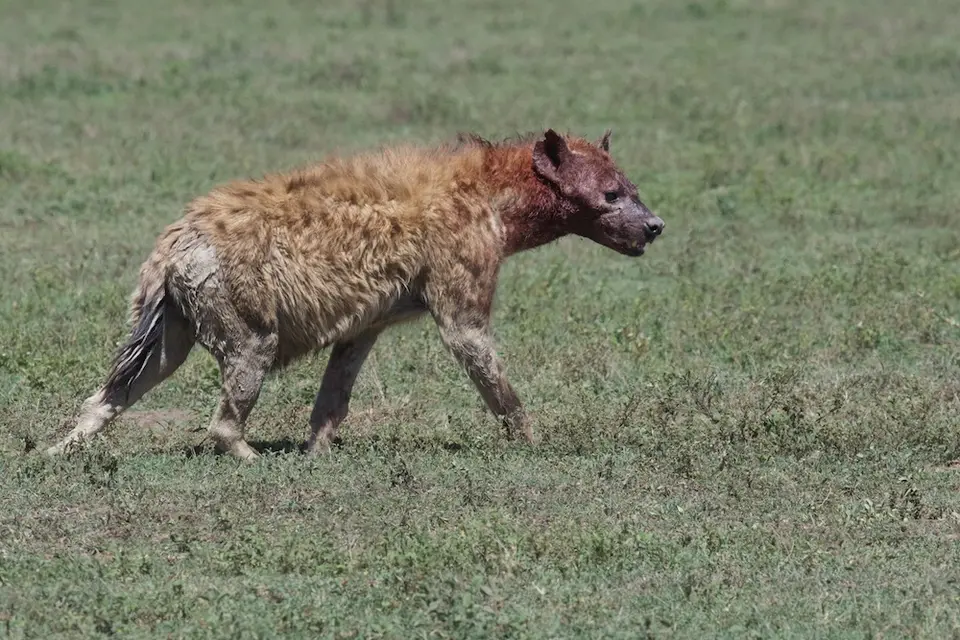 Serengeti_Sued506.jpg