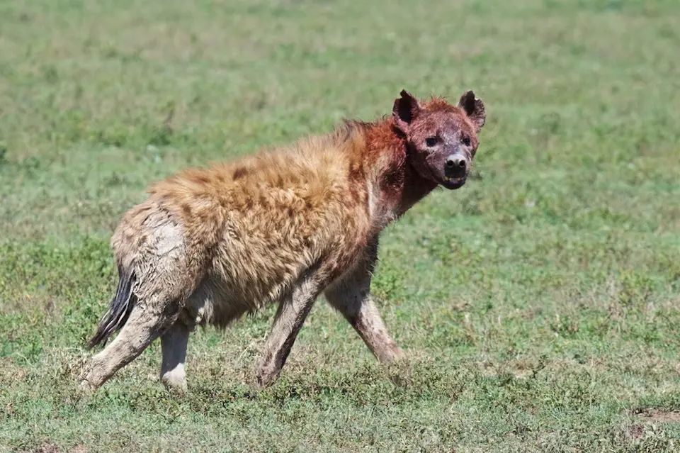 Serengeti_Sued507.jpg