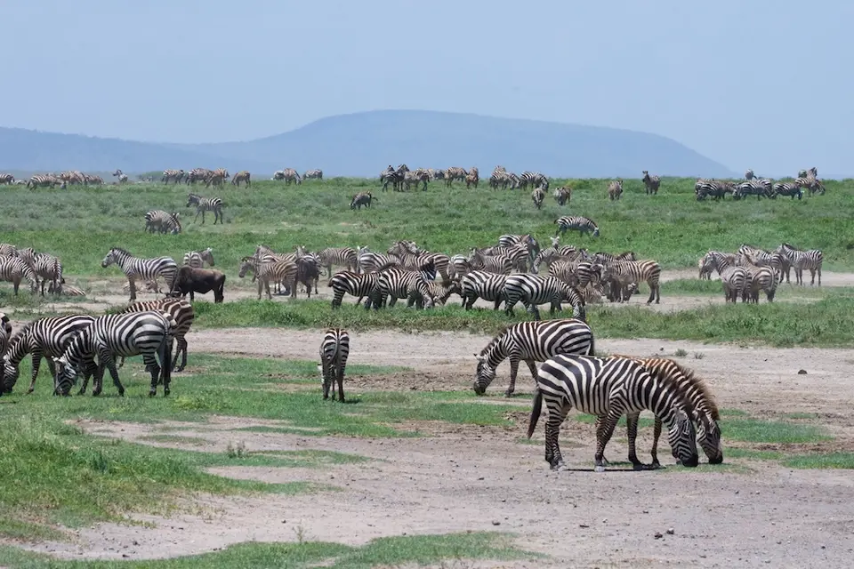 Serengeti_Sued510.jpg