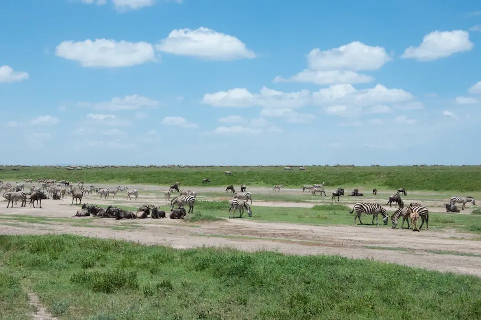 Serengeti_Sued511.jpg