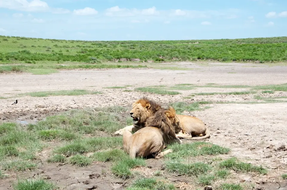 Serengeti_Sued513.jpg