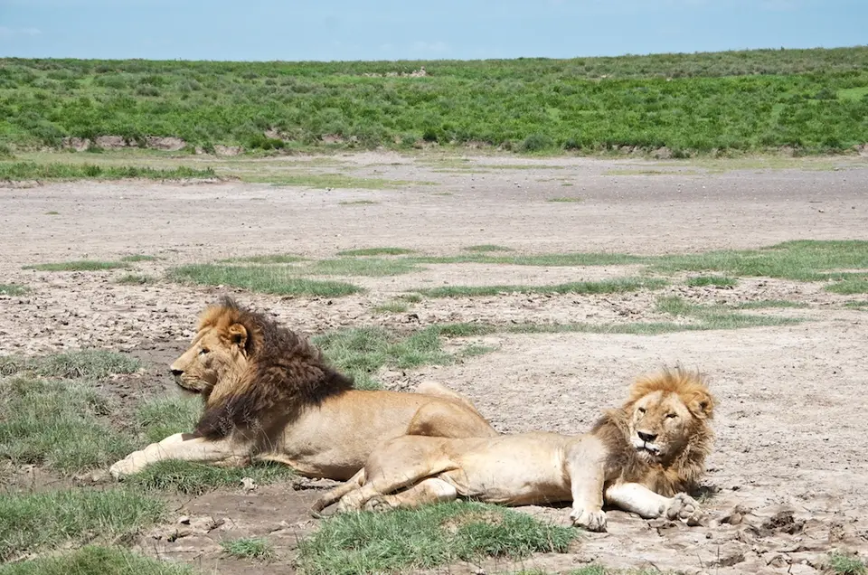 Serengeti_Sued517.jpg