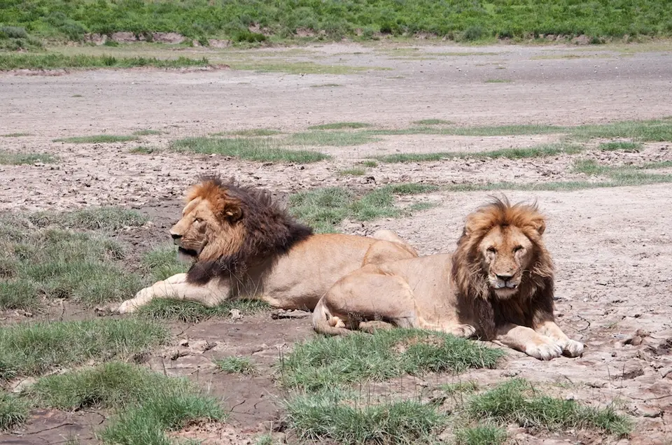 Serengeti_Sued519.jpg